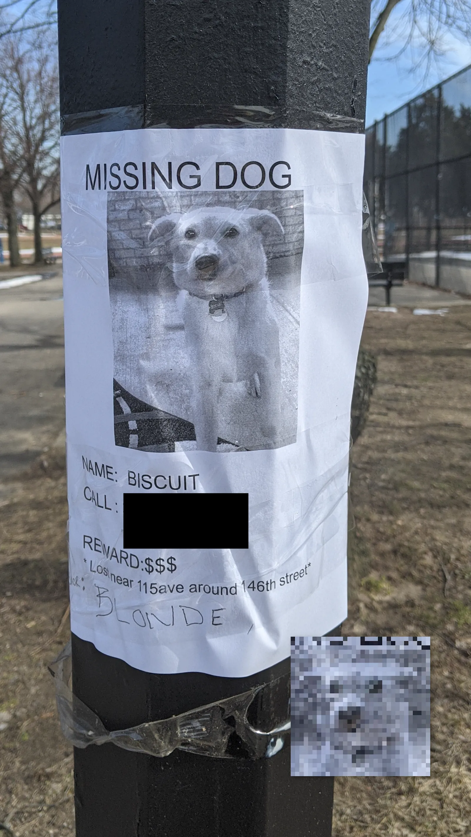 Biscuit
