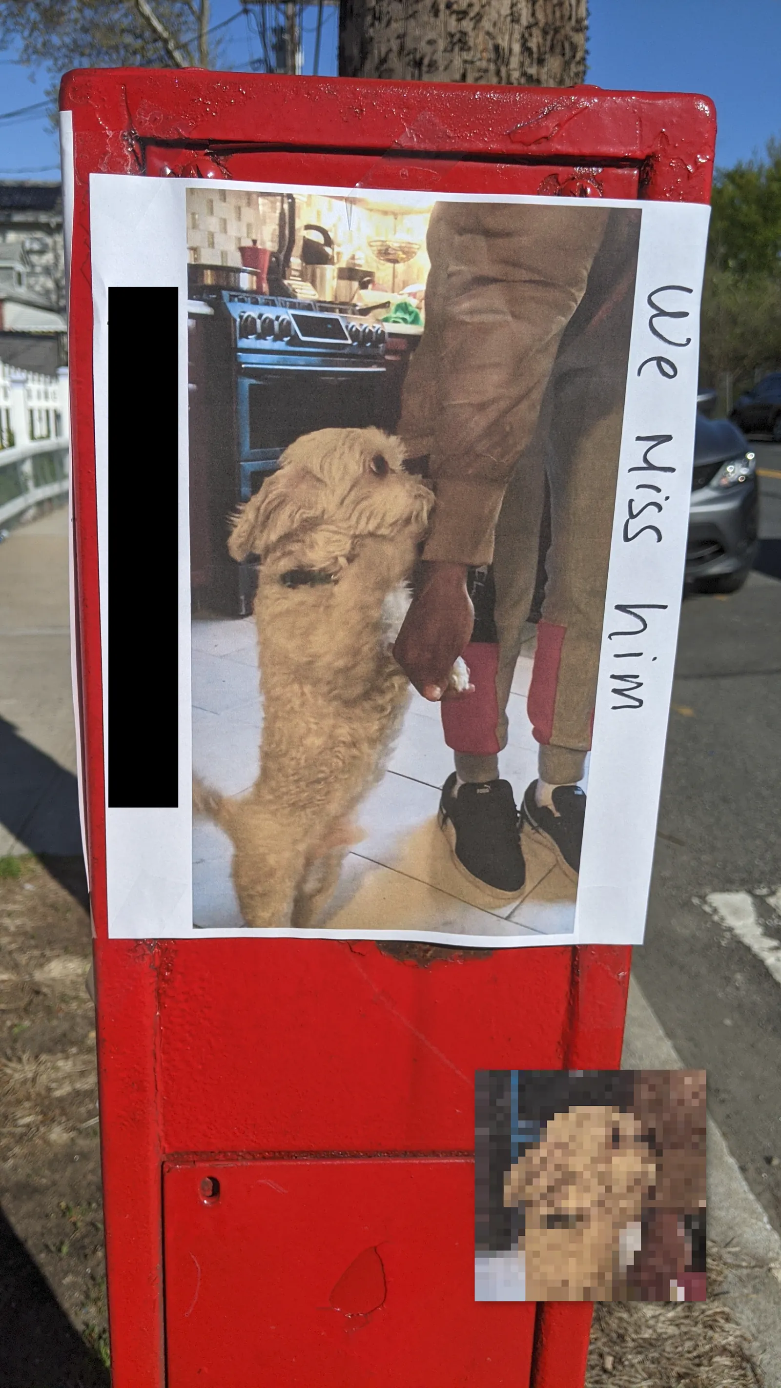 Lost Maltese