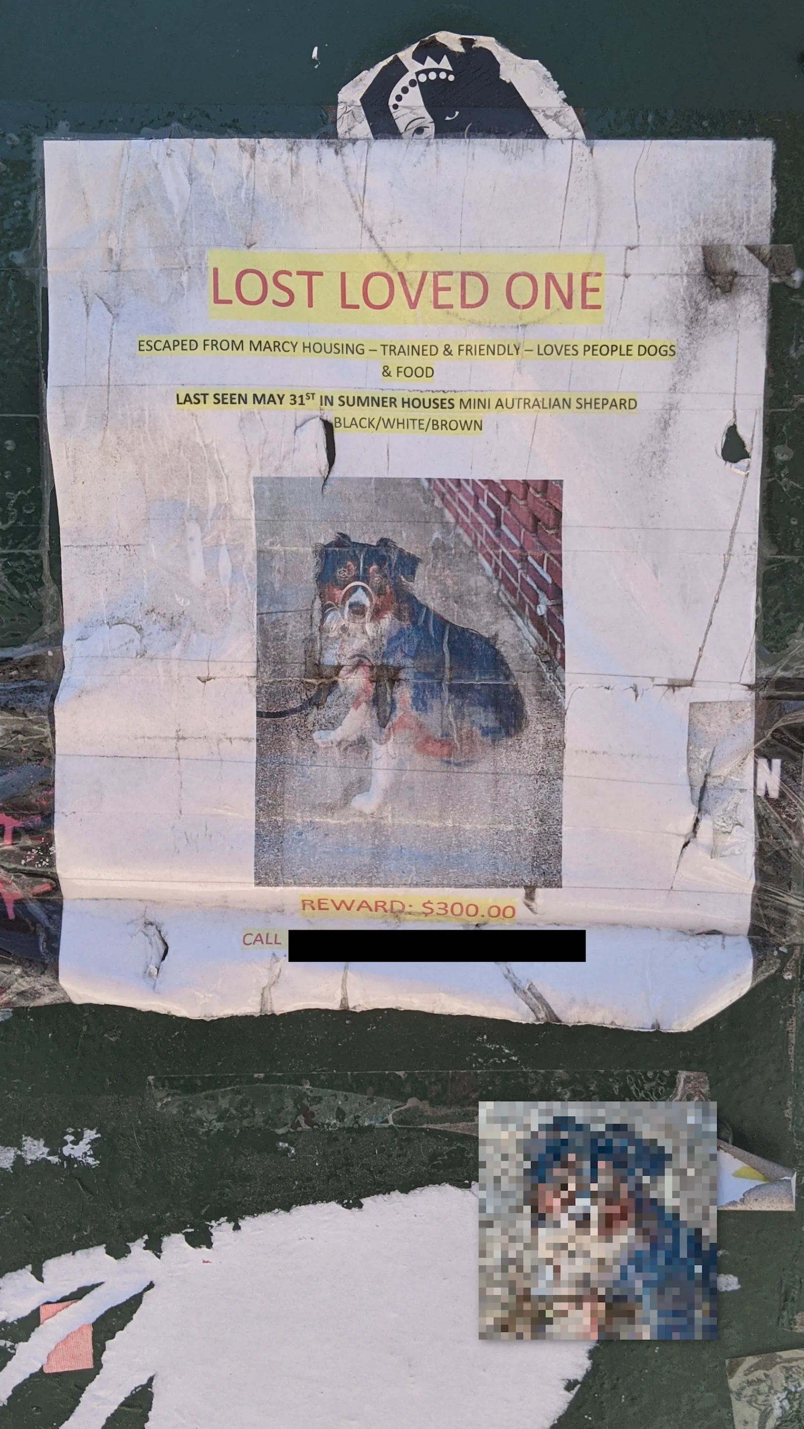 Lost Mini Australian Shepherd