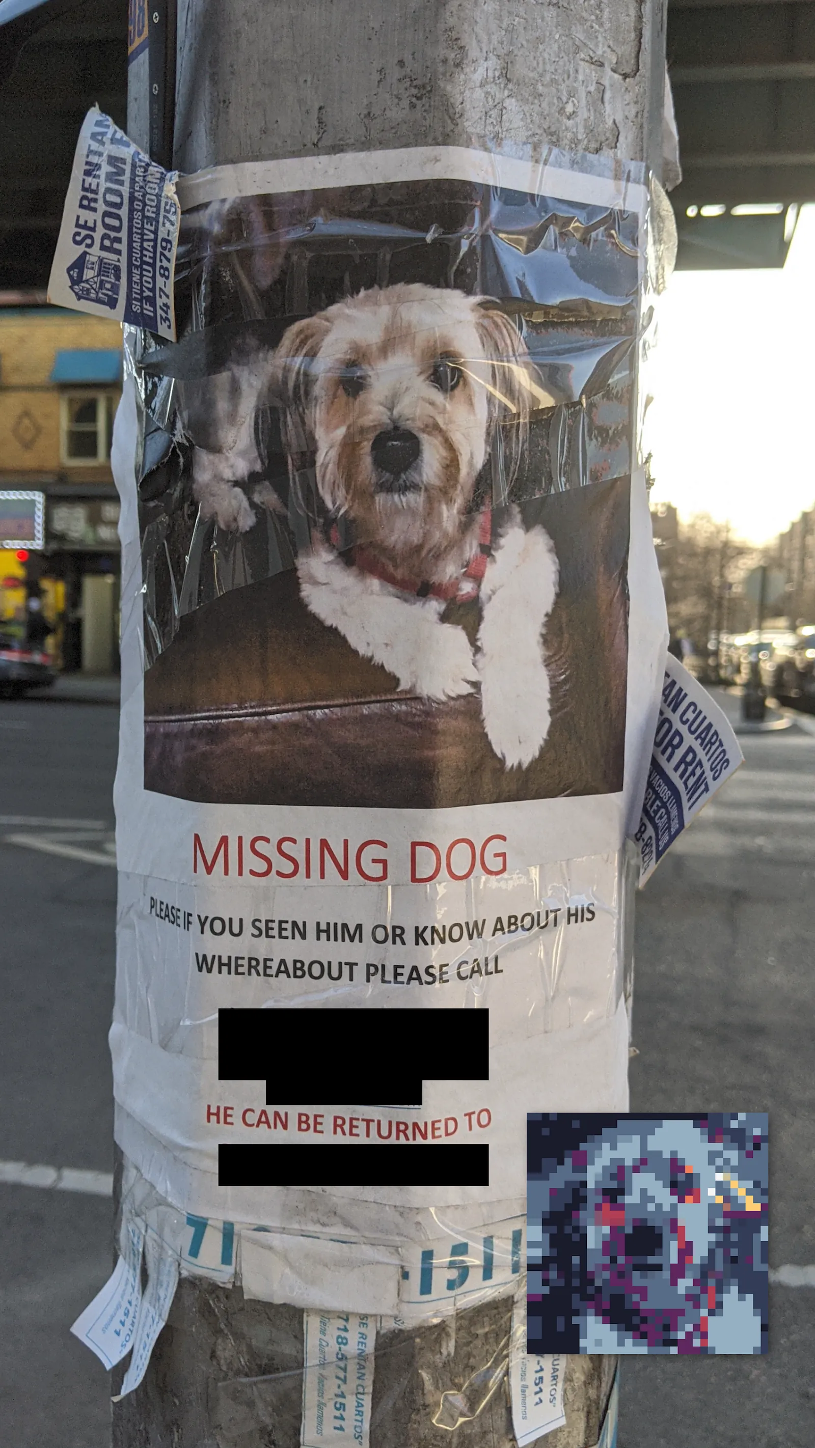Lost Morkie