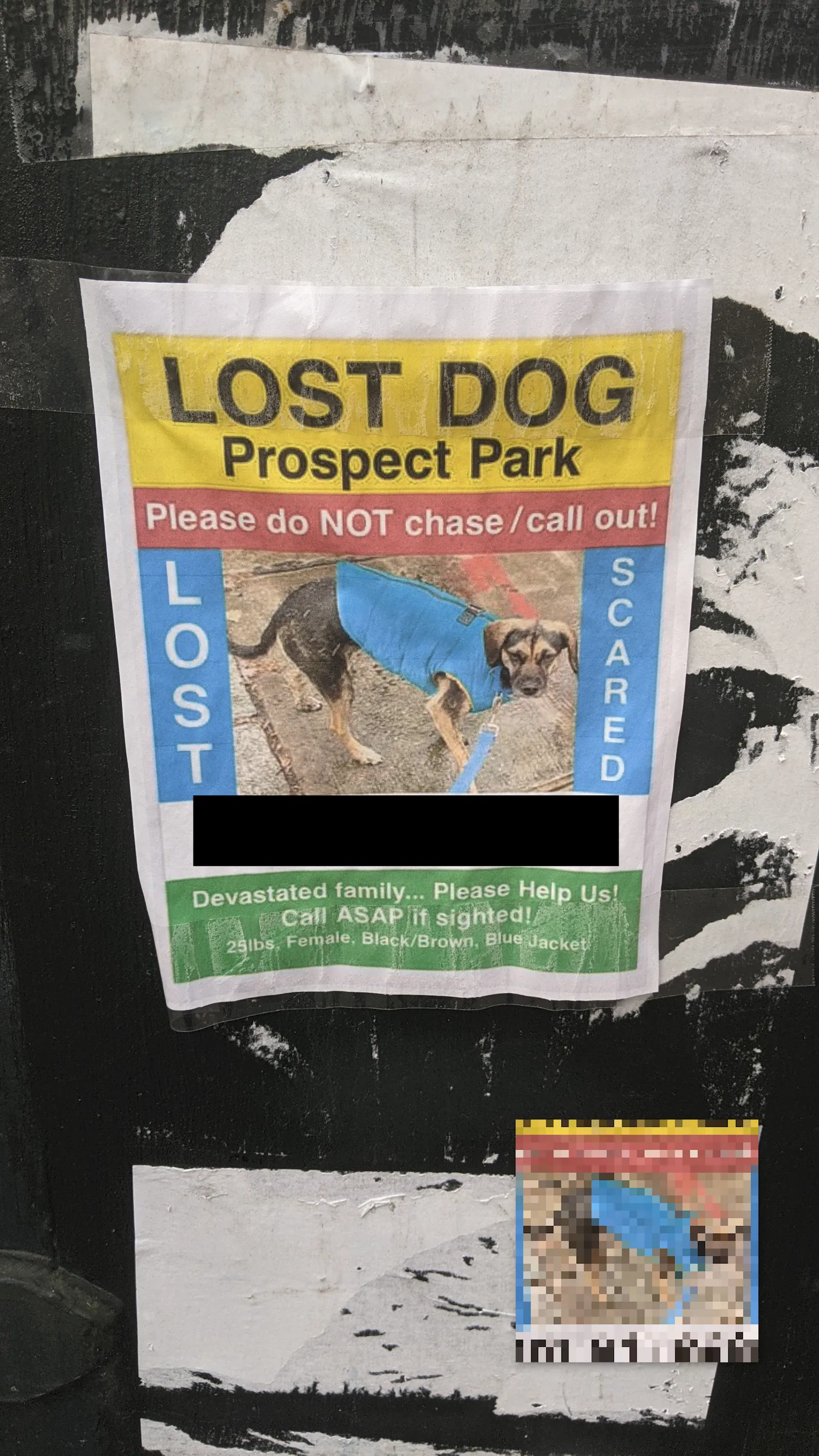Lost Mountain Cur