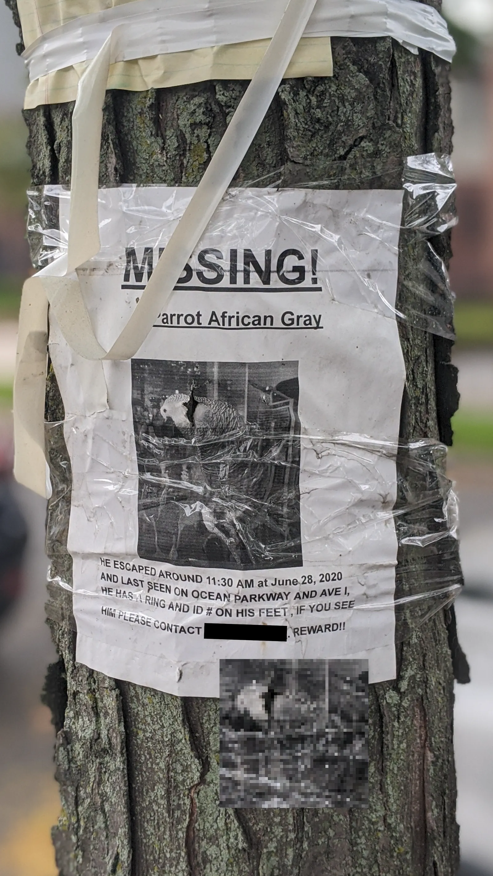 Lost Parrot
