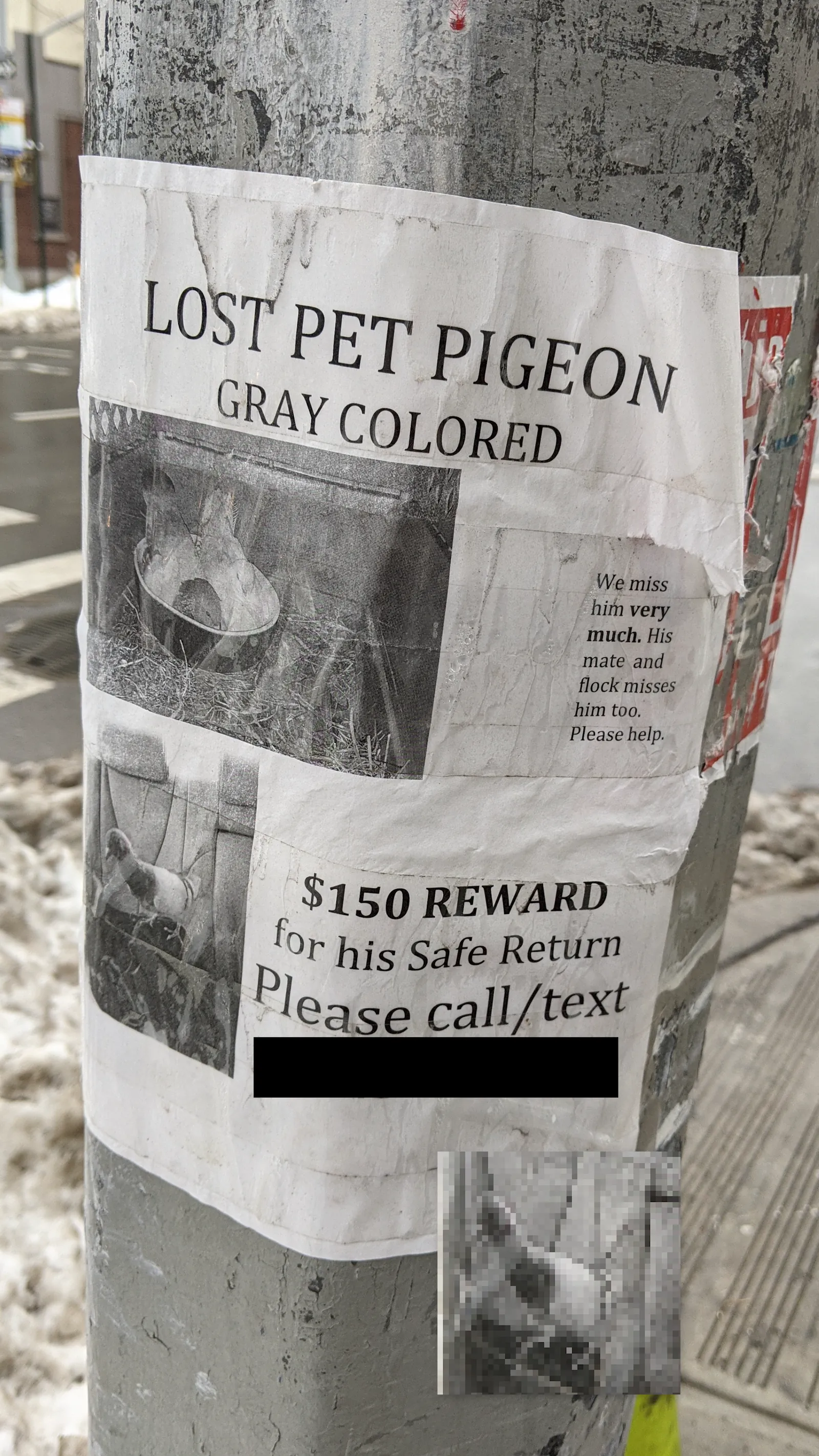 Lost Pigeon