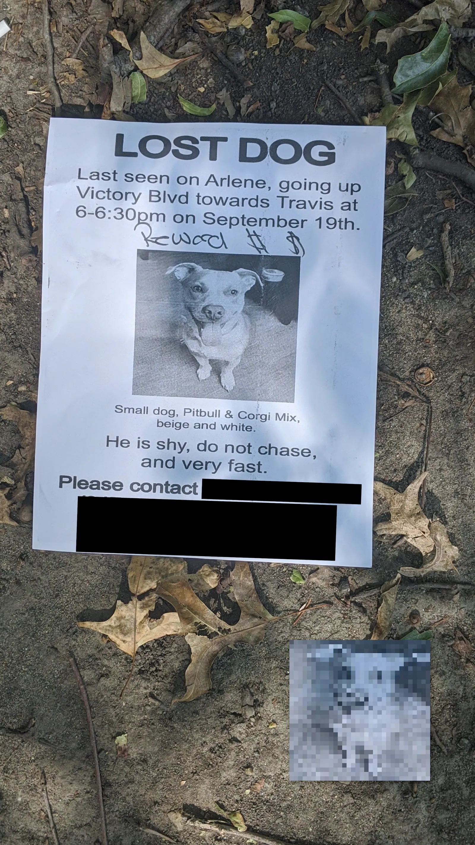 Lost Pitbull Corgi
