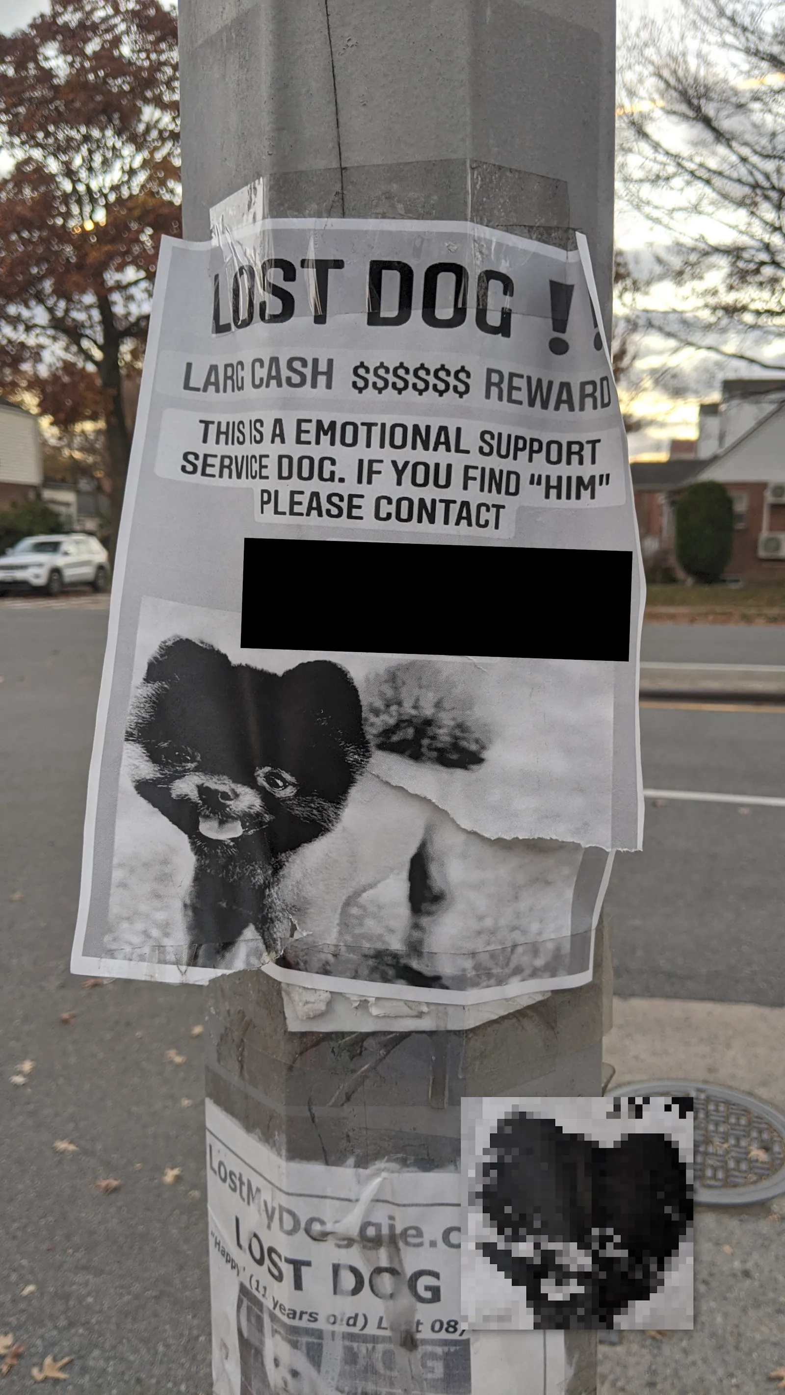 Lost Pomeranian