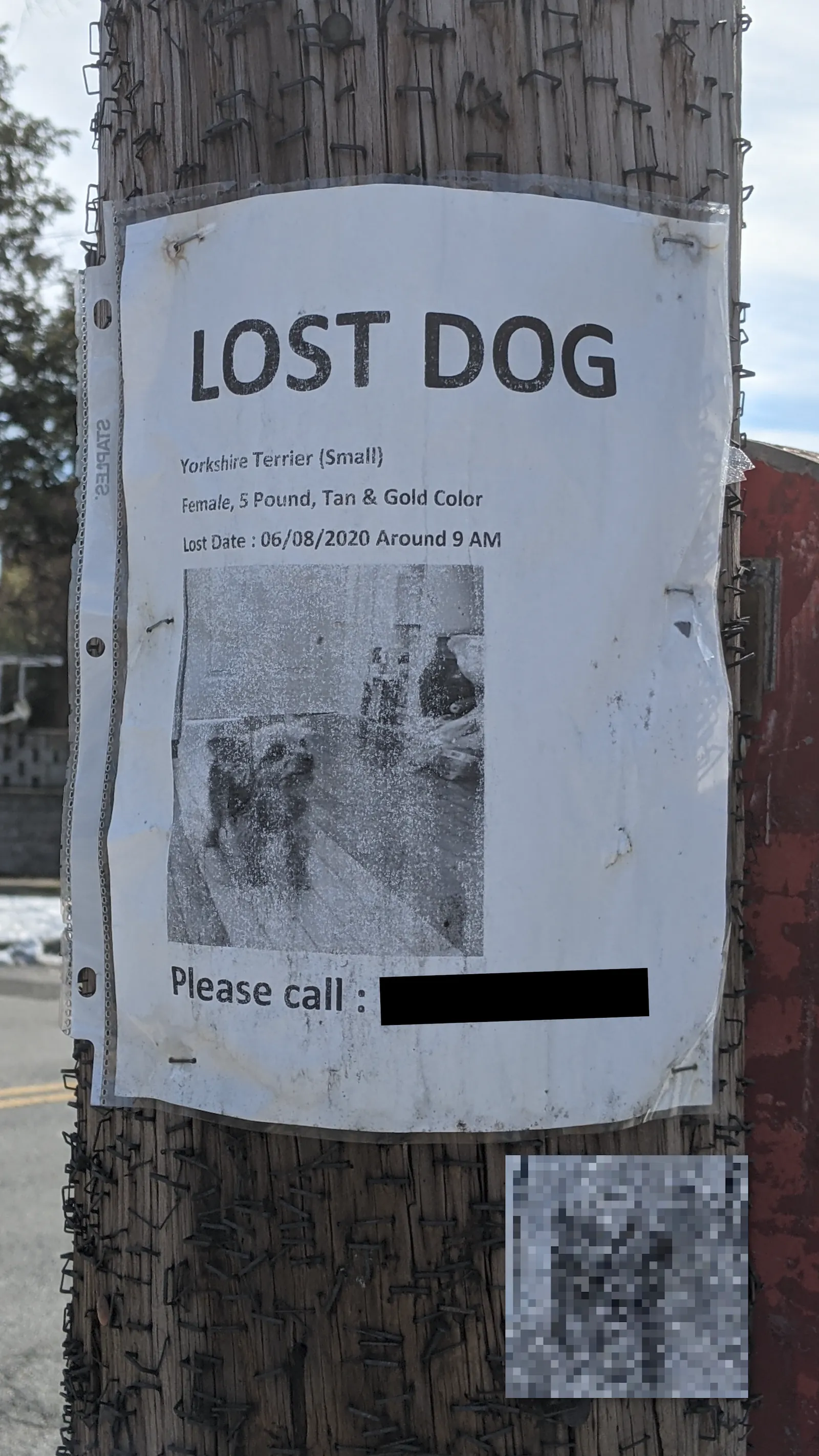 Lost Yorkie