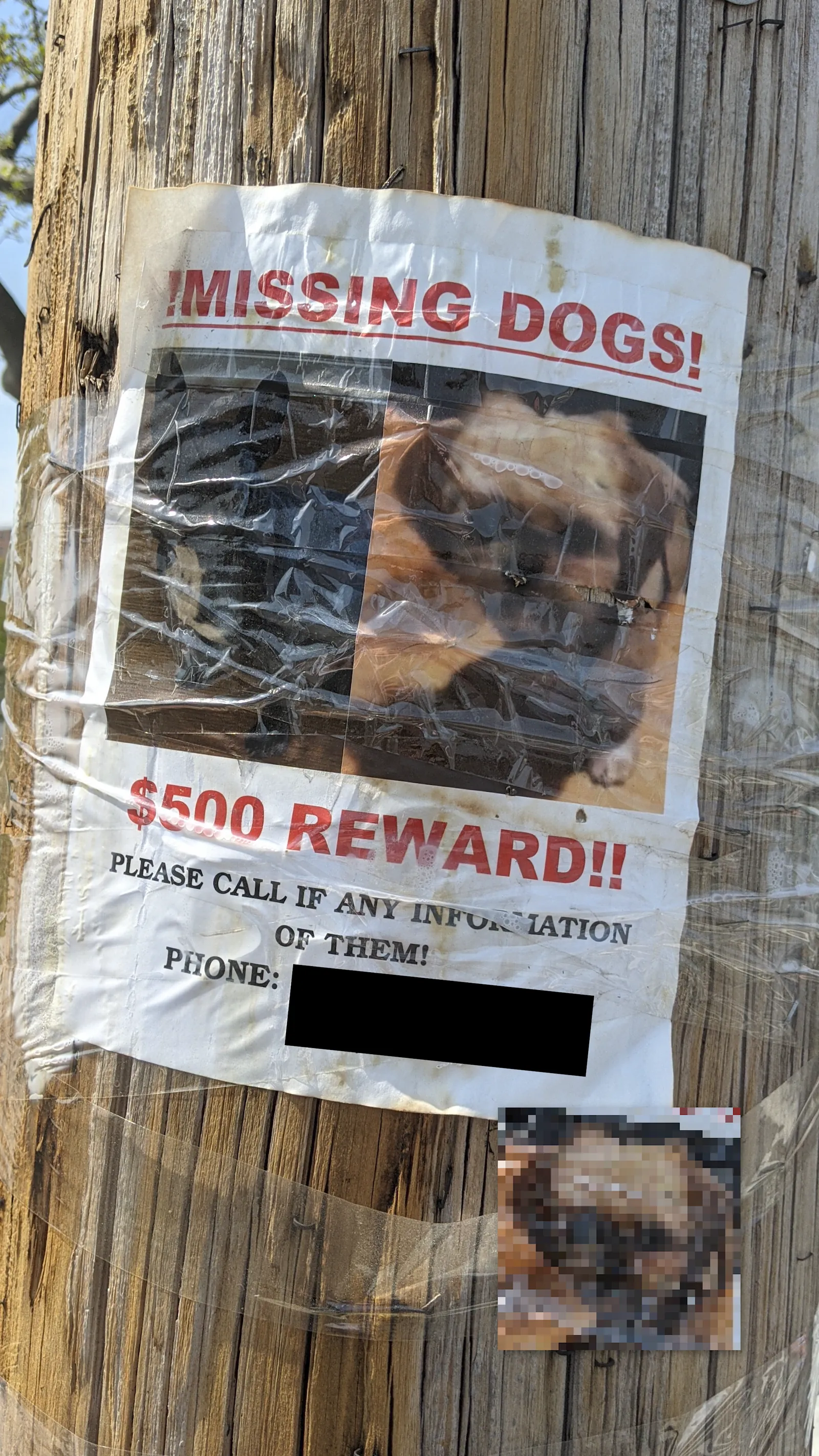 Lost Yorkie Poo