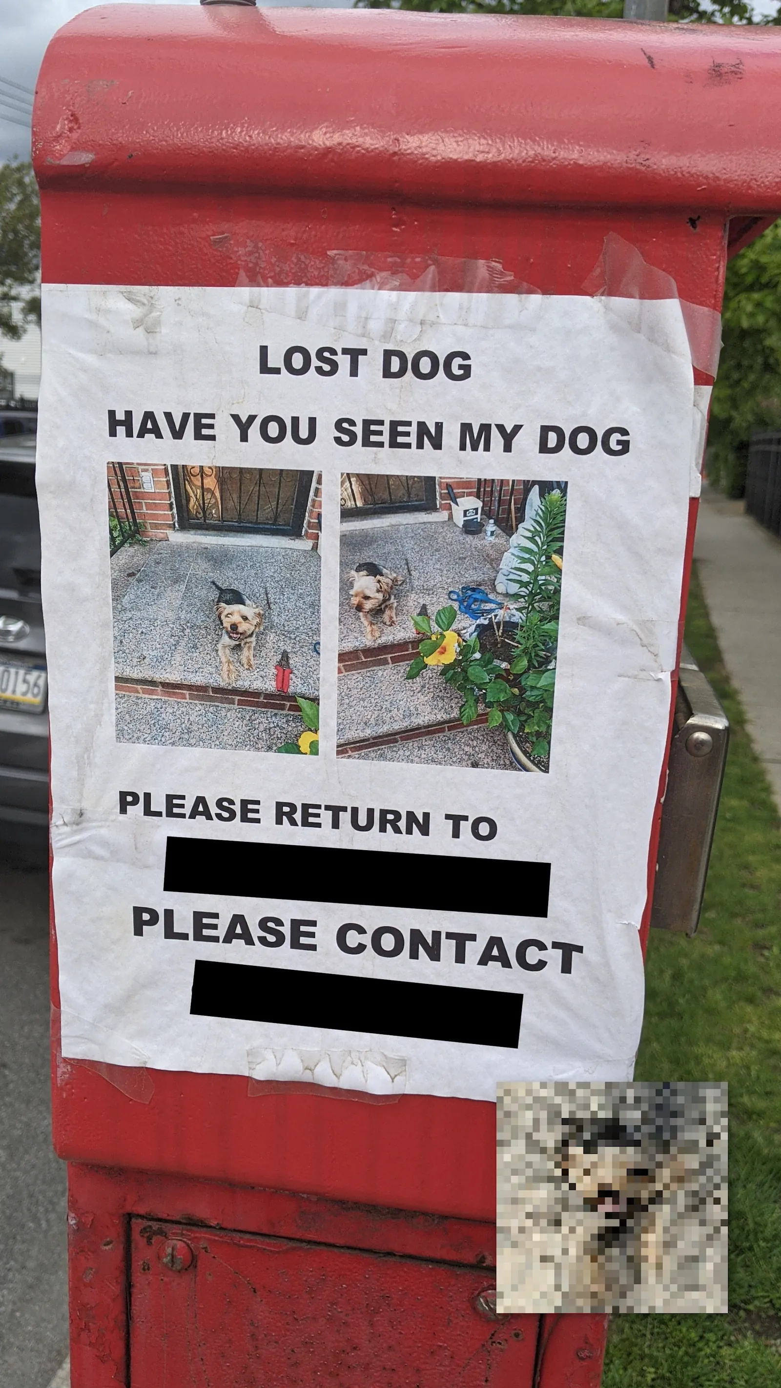 Lost Yorkie Poo