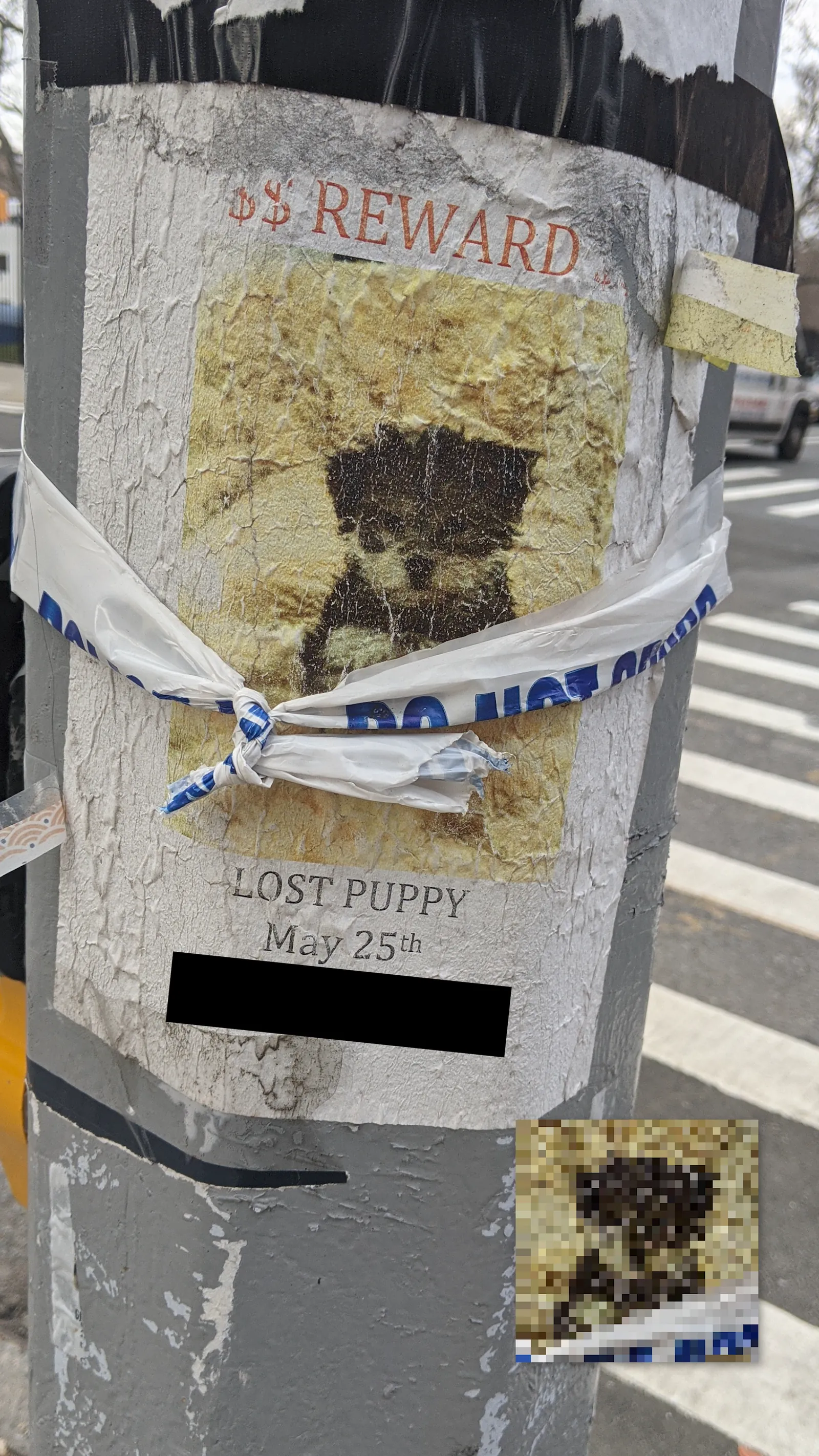 Lost Yorkie-Ton