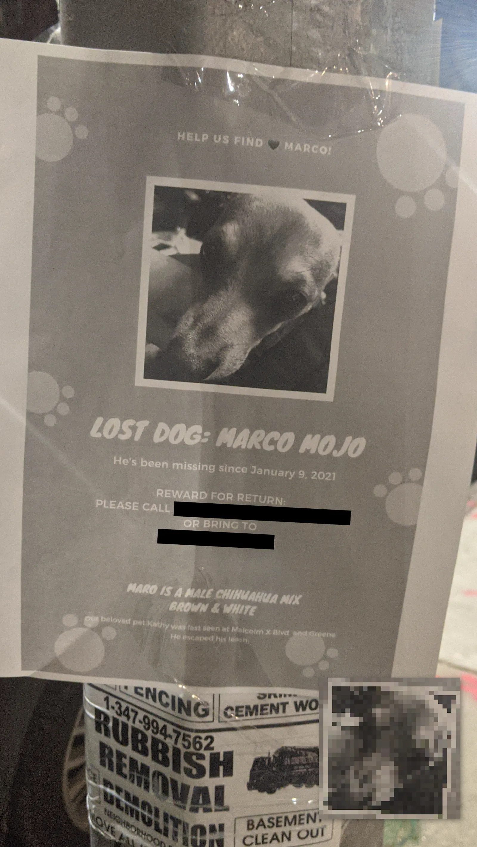 Marco Mojo