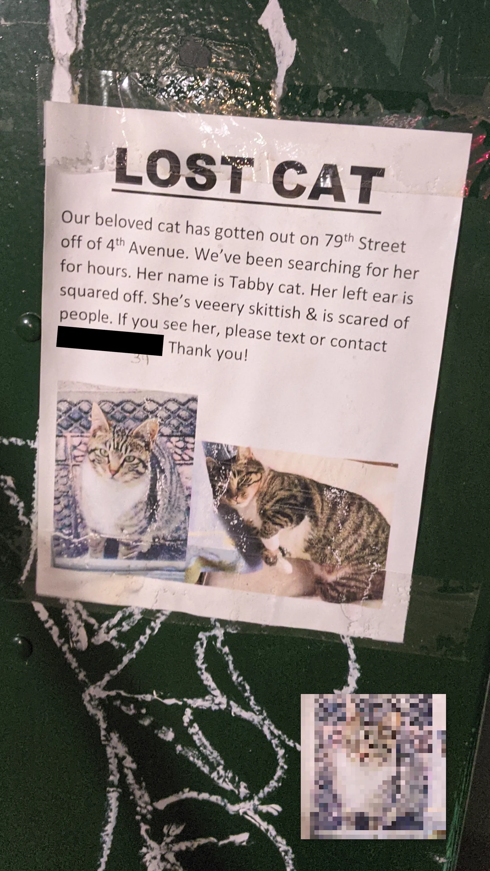 Tabby Cat