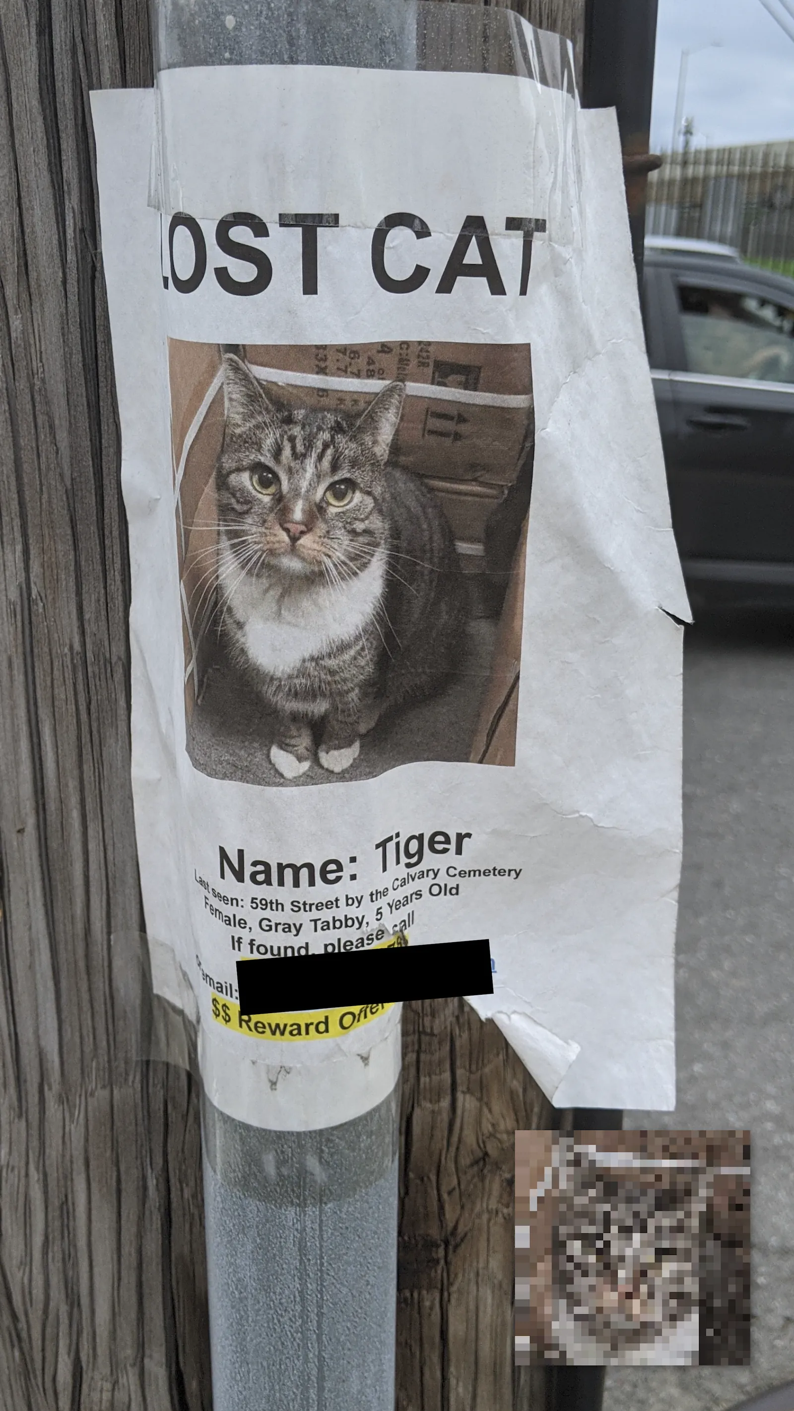 Tiger