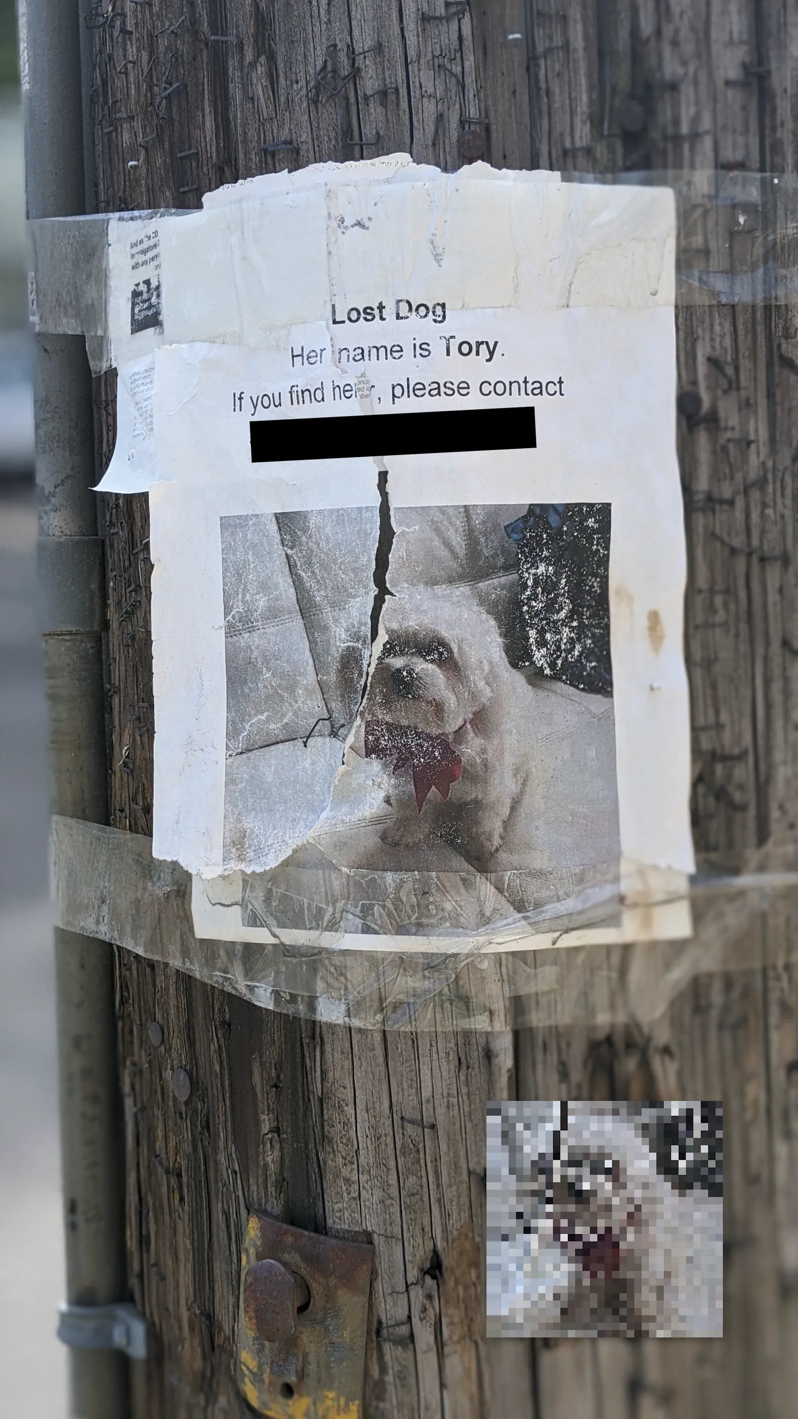 Tory